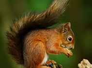 Cute squirrel picture wallpaper collection