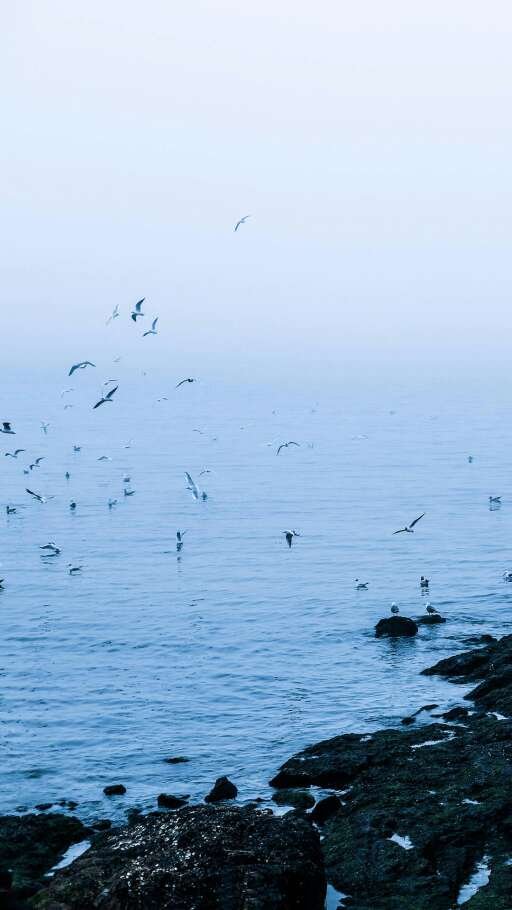 Beautiful pictures of seagulls flying over the sea