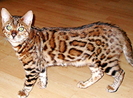 Pictures of well-proportioned purebred leopard cats