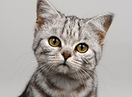 British shorthair tabby cat head close-up picture