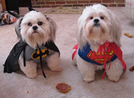Lhasa apso dog cute superman picture