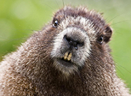 Pictures of cute gophers with dumb expressions