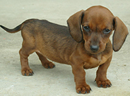 Pictures of cute little dachshund dogs with arrogant eyes