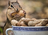 Picture of cute chipmunk eating peanuts