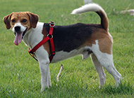 Pictures of smart and capable beagles