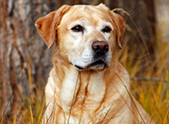 Yellow labrador dog sad expression picture