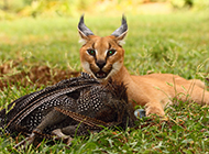 Caracal cat domineering and ferocious hunting pictures
