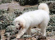 Pictures of white Komondor dogs playing at the beach