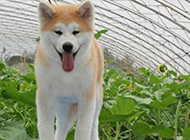 Cute pictures of purebred Akita dogs in the garden