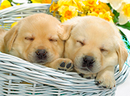 Golden retriever puppies sleeping pictures