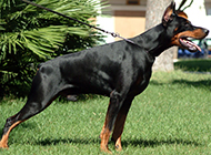 A collection of pictures of the most ferocious dog Doberman Pinscher