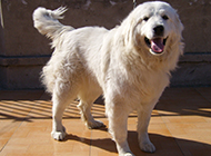 Pictures of domesticated Great Pyrenees dogs that are loyal and docile