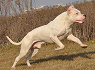 Appreciation of pictures of purebred Dogo dogs jumping