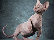 Sphynx cat expression surprised and stunned picture