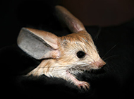 Long-eared jerboa pictures look exquisite