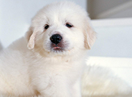 Cute Great Pyrenees puppies pictures wallpaper