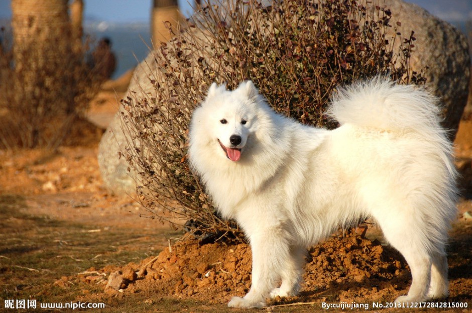 Pictures of adult Samoyed dogs playing happily outdoors
