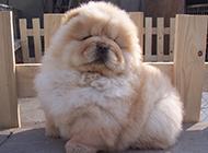 Funny pictures of Chow Chow puppies napping