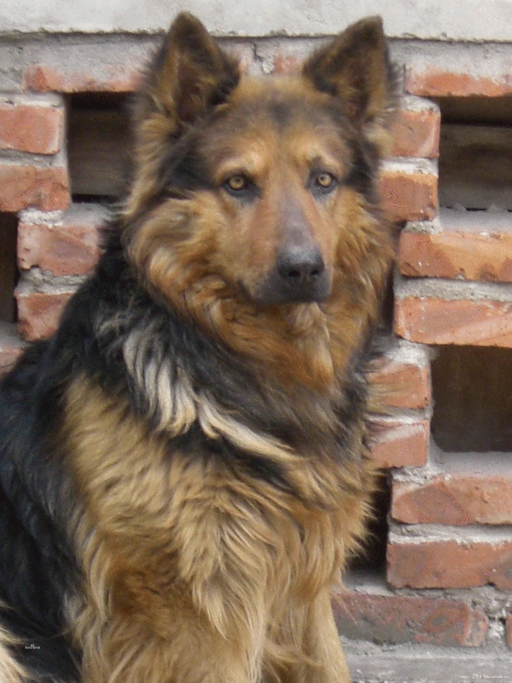 Close-up pictures of long-haired black-backed dogs