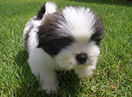 Cute and naughty Lhasa Apso dog pictures