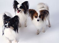 A collection of cute pictures of purebred Papillon dogs