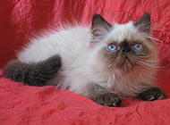 Pictures of cute and petite Himalayan cats