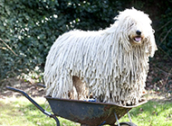 Funny and naughty pictures of Komondor dogs outdoors