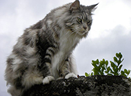 Domineering Maine Coon cat pictures