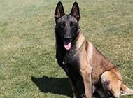 Pictures of purebred Belgian Malinois with elegant posture
