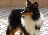 Pictures of the bright Shetland Sheepdog