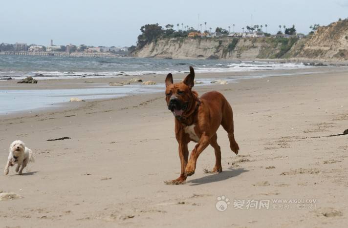 Pictures of Japanese Tosa dogs running on the beach