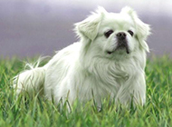 Pictures of small Pekingese dogs playing on the grass