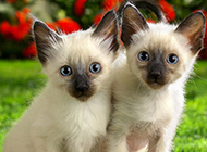 Complete collection of pictures and wallpapers of Siamese cats