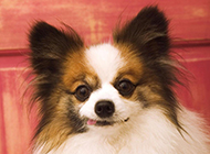 Naughty pictures of lop-eared Papillon dogs