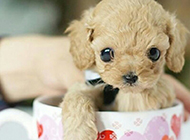 Cute Pet Dog Teacup Dog Pictures