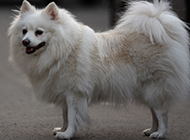 Pictures of cute fox dogs with elegant posture