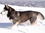A collection of pictures of sled dogs in the ice and snow