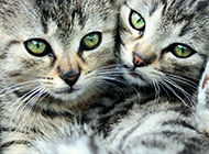 American tabby cats loving each other pictures