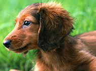 Close-up picture of small dachshund with sincere eyes