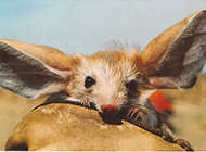 Cute pictures of long-eared jerboa