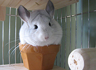 Cute and charming South American chinchilla picture