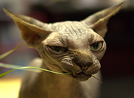 Sphynx hairless cat pictures with funny expressions