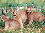 Pictures of little caracal cats playing together outdoors
