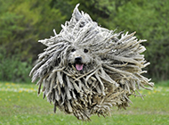 Pictures of funny and cool Komondor dogs