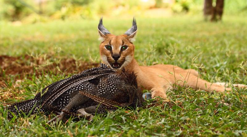 Caracal cat domineering and ferocious hunting pictures