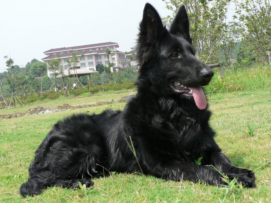 Belgian Shepherd Dog Obedient Pictures