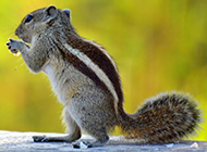 Beautiful chipmunk wallpaper pictures