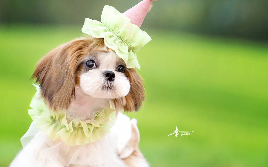 Purebred Shih Tzu Dog Style Pictures Wallpaper