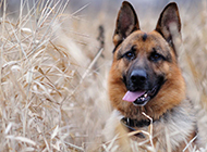 Pictures of purebred authentic German shepherds