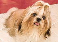 A collection of pictures of cute and beautiful Shih Tzu dogs